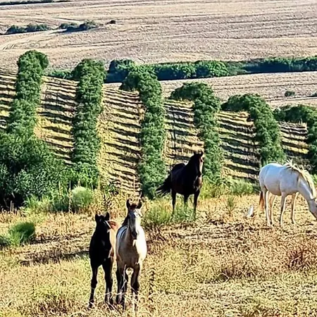 La Parrilla Maison Piscine Nature Chevaux Arcos de la Frontera